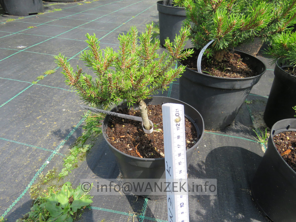 Pinus contorta Spaan's Dwarf 02.JPG